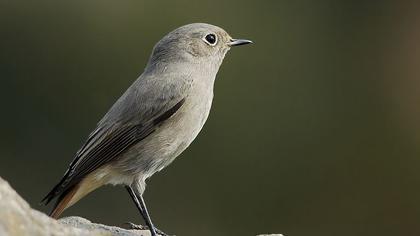 Black Redstart