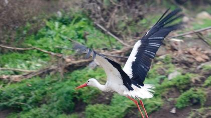 White Stork