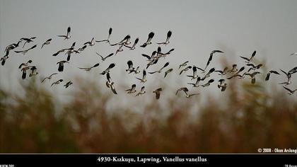 Kızkuşu