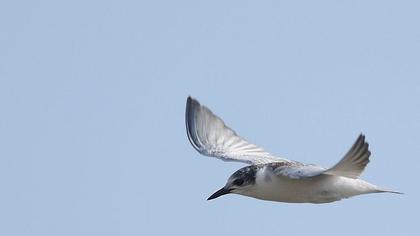 Whiskered Tern