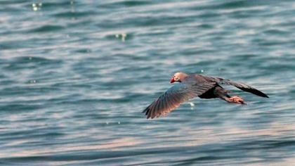 Purple Swamphen