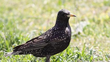 Common Starling