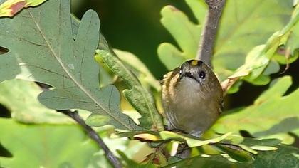 Goldcrest