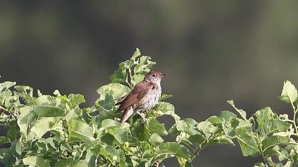 Common Nightingale