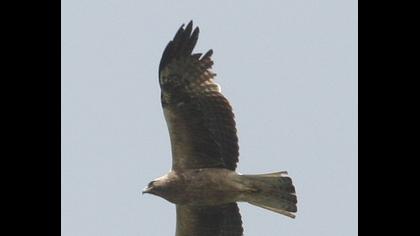 Booted Eagle