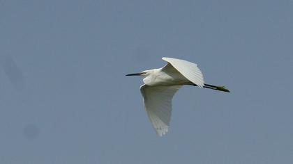 Little Egret