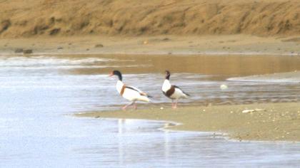 Common Shelduck