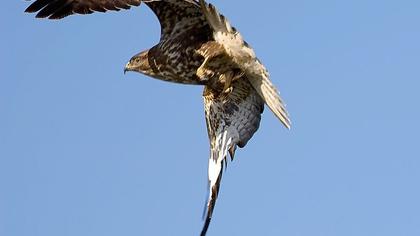 Common Buzzard