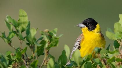 Black-headed Bunting