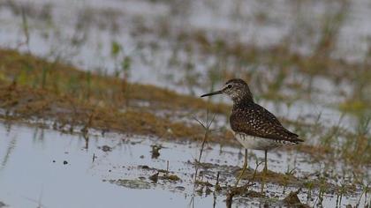 Wood Sandpiper