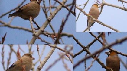 Hawfinch