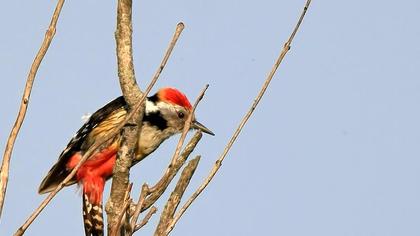 Middle Spotted Woodpecker