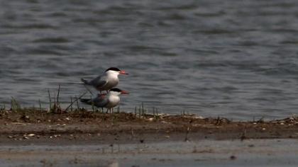 Common Tern