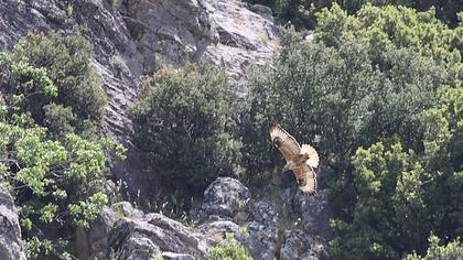 Long-legged Buzzard
