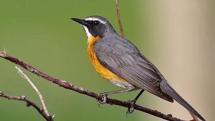 White-throated Robin