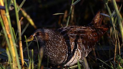 Spotted Crake
