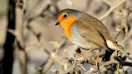European Robin