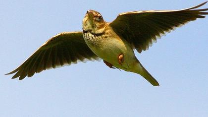 Calandra Lark