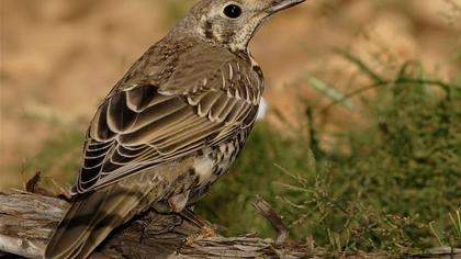 Mistle Thrush