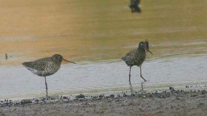 Spotted Redshank