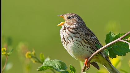 Corn Bunting