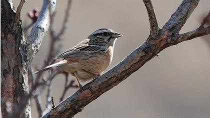 Rock Bunting