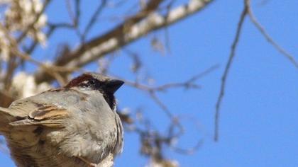 House Sparrow