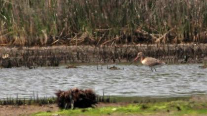 Black-tailed Godwit