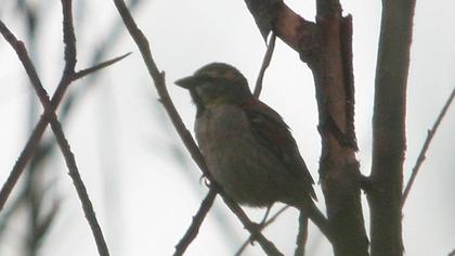 Küçük serçe