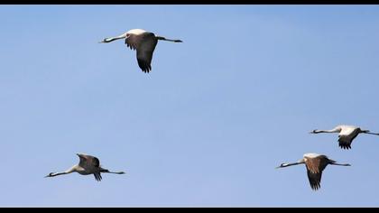 Common Crane