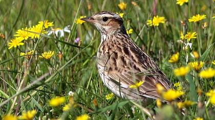 Woodlark