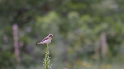 Black-eared Wheatear