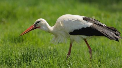 White Stork