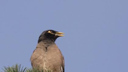 Common Myna