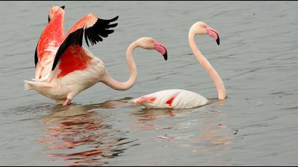 Flamingo
