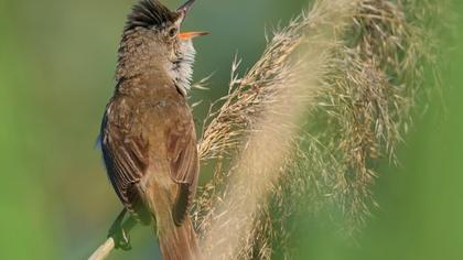 Great Reed Warbler