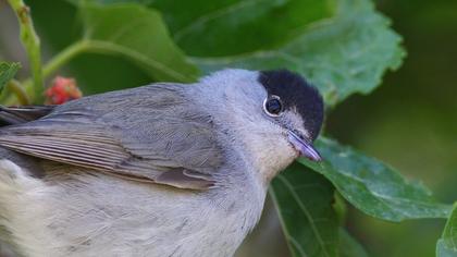 Karabaşlı ötleğen