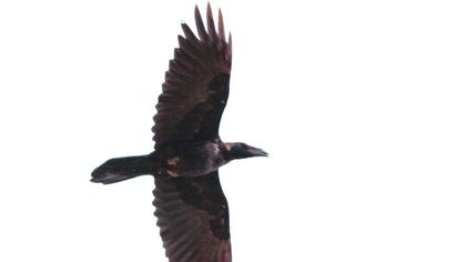 Northern Raven