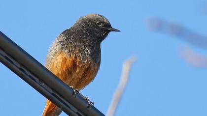 Black Redstart