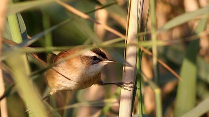 Moustached Warbler