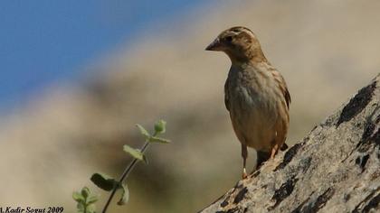 Rock Sparrow