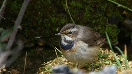 Bluethroat