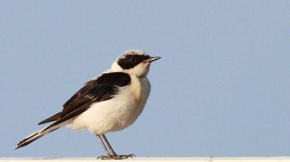 Black-eared Wheatear