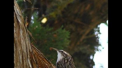 Short-toed Treecreeper