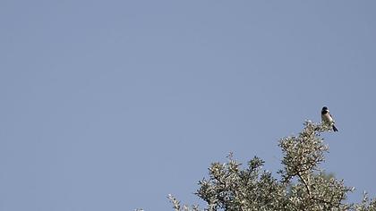 Akyanaklı baştankara
