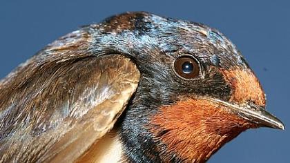 Barn Swallow