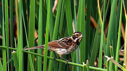 Common Reed Bunting