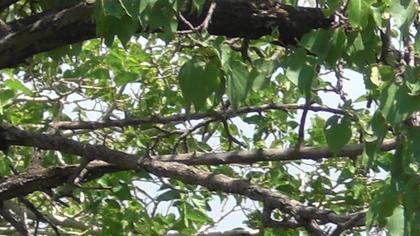 Eurasian Magpie