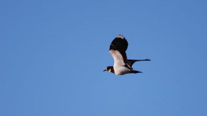 Northern Lapwing