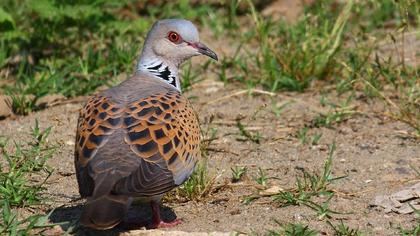 European Turtle Dove